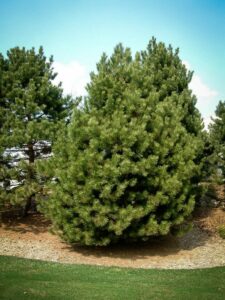 Сосна Чёрная (Pinus Nigra) купить по цене от 270.00р. в интернет-магазине «Посадика» с доставкой почтой в в Мантуровое и по всей России – [изображение №1].