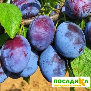 Слива Чачакская ранняя купить по цене от 229.00р. в интернет-магазине «Посадика» с доставкой почтой в в Мантуровое и по всей России – [изображение №1].