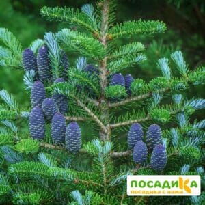 Пихта корейская (Abies koreana) купить по цене от 450.00р. в интернет-магазине «Посадика» с доставкой почтой в в Мантуровое и по всей России – [изображение №1].