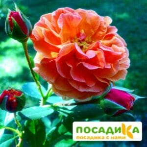 Роза Арабия купить по цене от 350.00р. в интернет-магазине «Посадика» с доставкой почтой в в Мантуровое и по всей России – [изображение №1].