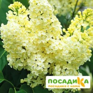 Сирень Примроуз (Primrose) купить по цене от 529.00р. в интернет-магазине «Посадика» с доставкой почтой в в Мантуровое и по всей России – [изображение №1].