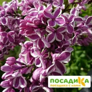 Сирень Сенсация купить по цене от 529.00р. в интернет-магазине «Посадика» с доставкой почтой в в Мантуровое и по всей России – [изображение №1].