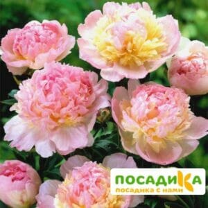 Пион Распберри Сандей (Paeonia Raspberry Sundae) купить по цене от 959р. в интернет-магазине «Посадика» с доставкой почтой в в Мантуровое и по всей России – [изображение №1].