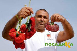 Клубника Гигант Джорнея купить по цене от 266р. в интернет-магазине «Посадика» с доставкой почтой в в Мантуровое и по всей России – [изображение №1].