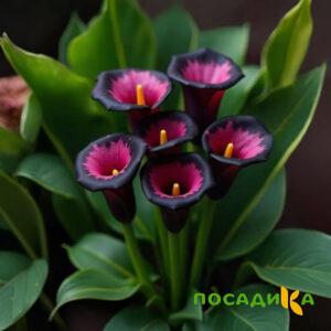 Калла Аура Лейс купить по цене от 400р. в интернет-магазине «Посадика» с доставкой почтой в в Мантуровое и по всей России – [изображение №1].