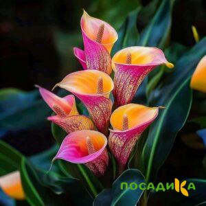 Калла Оникс купить по цене от 450р. в интернет-магазине «Посадика» с доставкой почтой в в Мантуровое и по всей России – [изображение №1].