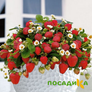 Клубника Рубиновый Шепот (горшечная) купить по цене от 240р. в интернет-магазине «Посадика» с доставкой почтой в в Мантуровое и по всей России – [изображение №1].