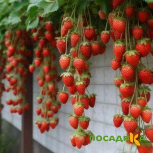 Клубника вьющаяся Комплимент купить по цене от 470р. в интернет-магазине «Посадика» с доставкой почтой в в Мантуровое и по всей России – [изображение №1].