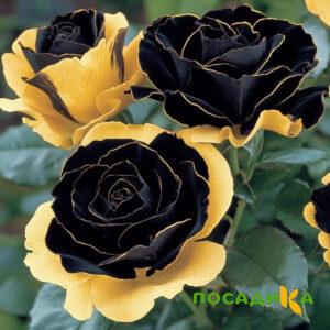 Роза Ханни Сикл купить по цене от 700р. в интернет-магазине «Посадика» с доставкой почтой в в Мантуровое и по всей России – [изображение №1].