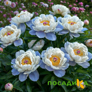 Пион акварельный Этюд купить по цене от 806р. в интернет-магазине «Посадика» с доставкой почтой в в Мантуровое и по всей России – [изображение №1].