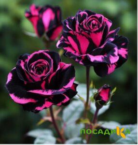 Роза Багровый Шепот купить по цене от 366р. в интернет-магазине «Посадика» с доставкой почтой в в Мантуровое и по всей России – [изображение №1].