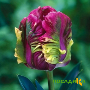 Тюльпан Экзотик Хэвен купить по цене от 186р. в интернет-магазине «Посадика» с доставкой почтой в в Мантуровое и по всей России – [изображение №1].