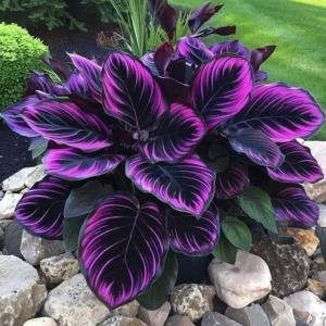 Хоста Люминоза купить по цене от 450р. в интернет-магазине «Посадика» с доставкой почтой в в Мантуровое и по всей России – [изображение №1].