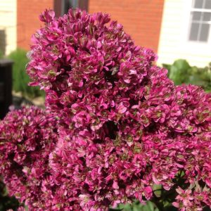 Флокс Филингс купить по цене от 329р. в интернет-магазине «Посадика» с доставкой почтой в в Мантуровое и по всей России – [изображение №1].