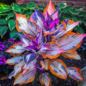 Хоста Эмеральд Тиара купить по цене от 602р. в интернет-магазине «Посадика» с доставкой почтой в в Мантуровое и по всей России – [изображение №1].