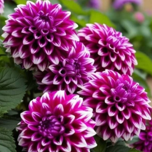 Георгин Кристал Корт купить по цене от 602р. в интернет-магазине «Посадика» с доставкой почтой в в Мантуровое и по всей России – [изображение №1].