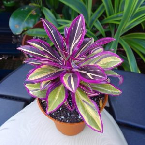 Хоста Сильвер Стик купить по цене от 650р. в интернет-магазине «Посадика» с доставкой почтой в в Мантуровое и по всей России – [изображение №1].