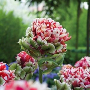 Тюльпан Дабл Флеминг Берд купить по цене от 249р. в интернет-магазине «Посадика» с доставкой почтой в в Мантуровое и по всей России – [изображение №1].