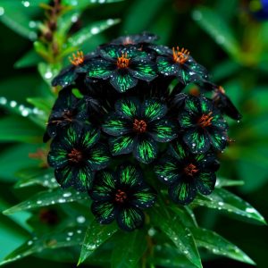 Флокс Ривьера купить по цене от 299р. в интернет-магазине «Посадика» с доставкой почтой в в Мантуровое и по всей России – [изображение №1].