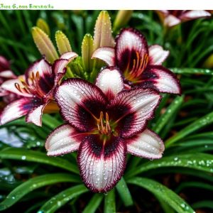 Лилейник Крим Сикл купить по цене от 799р. в интернет-магазине «Посадика» с доставкой почтой в в Мантуровое и по всей России – [изображение №1].