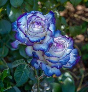 Роза Пэтолз Хоуп купить по цене от 333р. в интернет-магазине «Посадика» с доставкой почтой в в Мантуровое и по всей России – [изображение №1].