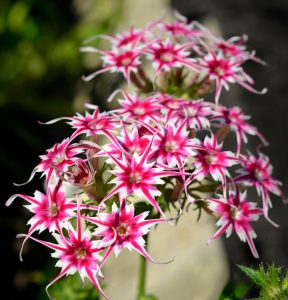 Флокс Метельчатый Путь купить по цене от 456р. в интернет-магазине «Посадика» с доставкой почтой в в Мантуровое и по всей России – [изображение №1].