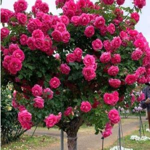 Роза Версаля купить по цене от 232р. в интернет-магазине «Посадика» с доставкой почтой в в Мантуровое и по всей России – [изображение №1].