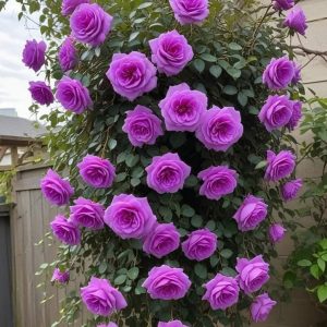 Роза Мистик Уайт купить по цене от 620р. в интернет-магазине «Посадика» с доставкой почтой в в Мантуровое и по всей России – [изображение №1].