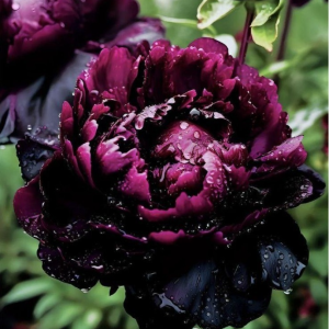 Пион Темный Сад купить по цене от 421р. в интернет-магазине «Посадика» с доставкой почтой в в Мантуровое и по всей России – [изображение №1].