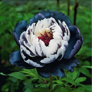 Пион Древовидный Инь-Янь купить по цене от 419р. в интернет-магазине «Посадика» с доставкой почтой в в Мантуровое и по всей России – [изображение №1].