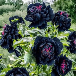 Пион древовидный Сердце Афродиты купить по цене от 600р. в интернет-магазине «Посадика» с доставкой почтой в в Мантуровое и по всей России – [изображение №1].