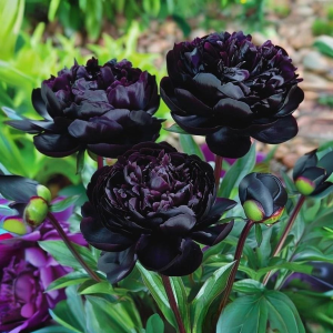 Пион Королевский Бархат купить по цене от 419р. в интернет-магазине «Посадика» с доставкой почтой в в Мантуровое и по всей России – [изображение №1].