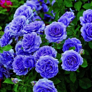 Роза Блю Мун купить по цене от 450р. в интернет-магазине «Посадика» с доставкой почтой в в Мантуровое и по всей России – [изображение №1].