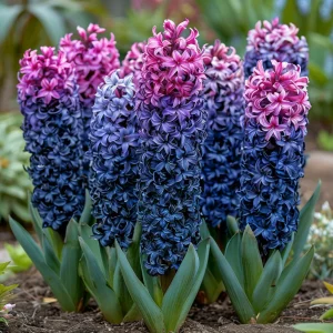 Гиацинт Блю Спринг купить по цене от 2099р. в интернет-магазине «Посадика» с доставкой почтой в в Мантуровое и по всей России – [изображение №1].