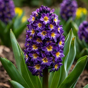 Гиацинт Вельвет Колор купить по цене от 2099р. в интернет-магазине «Посадика» с доставкой почтой в в Мантуровое и по всей России – [изображение №1].