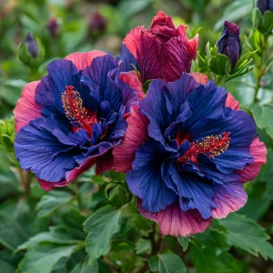 Гибискус Роуз Шайн купить по цене от 360р. в интернет-магазине «Посадика» с доставкой почтой в в Мантуровое и по всей России – [изображение №1].