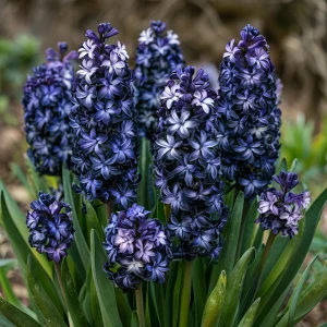 Гиацинт Блум Клауд купить по цене от 2099р. в интернет-магазине «Посадика» с доставкой почтой в в Мантуровое и по всей России – [изображение №1].