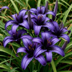 Лилейник Блю Айрис купить по цене от 324р. в интернет-магазине «Посадика» с доставкой почтой в в Мантуровое и по всей России – [изображение №1].