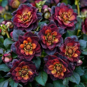 Морозник Сноу Дроп купить по цене от 348р. в интернет-магазине «Посадика» с доставкой почтой в в Мантуровое и по всей России – [изображение №1].