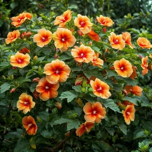 Гибискус Кристал Рэй купить по цене от 458р. в интернет-магазине «Посадика» с доставкой почтой в в Мантуровое и по всей России – [изображение №1].