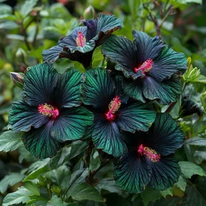 Гибискус Пикок Плюм купить по цене от 490р. в интернет-магазине «Посадика» с доставкой почтой в в Мантуровое и по всей России – [изображение №1].