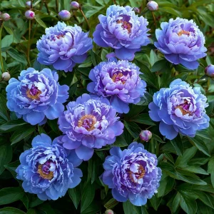 Пион Голубой лотос купить по цене от 590р. в интернет-магазине «Посадика» с доставкой почтой в в Мантуровое и по всей России – [изображение №1].