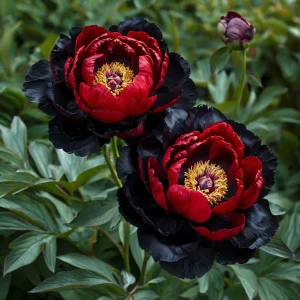 Пион Эбеновый Рубин купить по цене от 419р. в интернет-магазине «Посадика» с доставкой почтой в в Мантуровое и по всей России – [изображение №1].