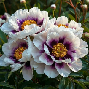 Пион Эко Саммер купить по цене от 548р. в интернет-магазине «Посадика» с доставкой почтой в в Мантуровое и по всей России – [изображение №1].