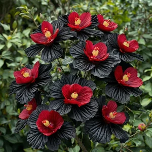 Гибискус Ройял Афеа купить по цене от 460р. в интернет-магазине «Посадика» с доставкой почтой в в Мантуровое и по всей России – [изображение №1].