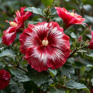 Гибискус Пурпл Мистик купить по цене от 360р. в интернет-магазине «Посадика» с доставкой почтой в в Мантуровое и по всей России – [изображение №1].