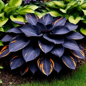 Хоста Умбра купить по цене от 349р. в интернет-магазине «Посадика» с доставкой почтой в в Мантуровое и по всей России – [изображение №1].