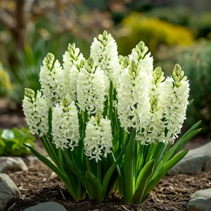 Гиацинт Дрим Трейл купить по цене от 2099р. в интернет-магазине «Посадика» с доставкой почтой в в Мантуровое и по всей России – [изображение №1].