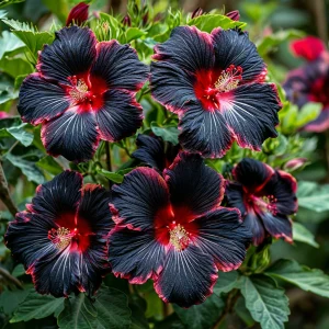 Гибискус садовый Файер Дэнсер купить по цене от 450р. в интернет-магазине «Посадика» с доставкой почтой в в Мантуровое и по всей России – [изображение №1].