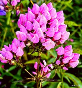 Флокс Бутоник купить по цене от 461р. в интернет-магазине «Посадика» с доставкой почтой в в Мантуровое и по всей России – [изображение №1].